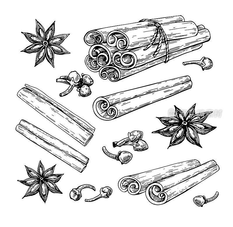 Cinnamon stick tied bunch, anise star and cloves. Vector drawing. Hand drawn sketch.